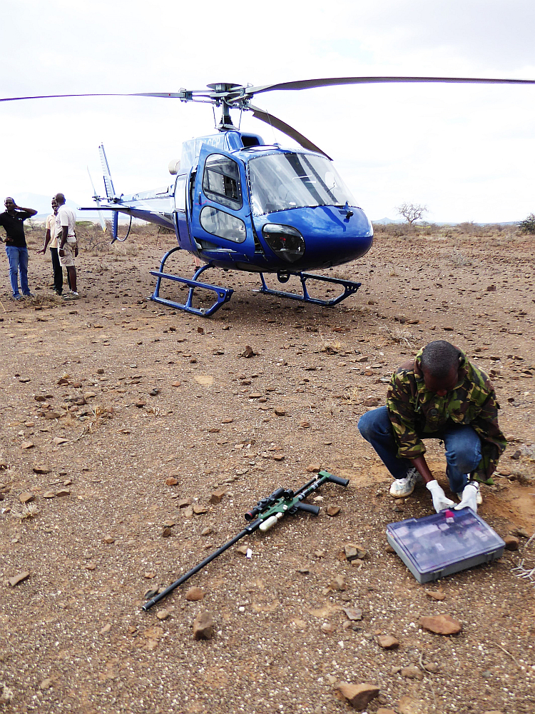 Vorbereitung einer Elefantenrettung per Hubschrauber - Foto: Tropic Air Kenya
