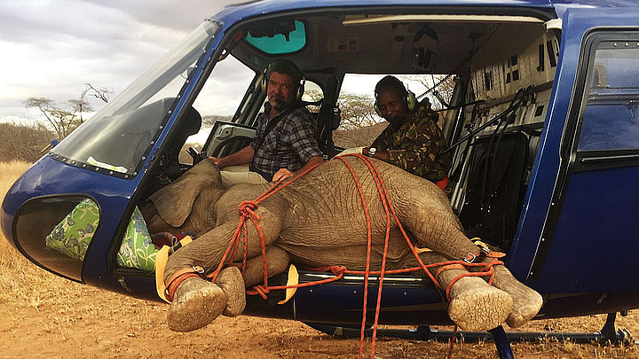 Elefantenrettung per Hubschrauber - Foto: Tropic Air Kenya