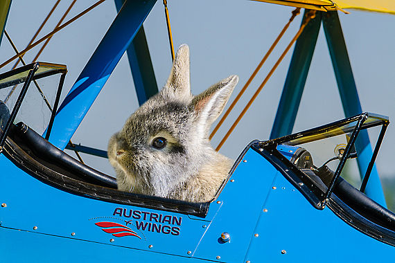 Austrian Wings Osterhase