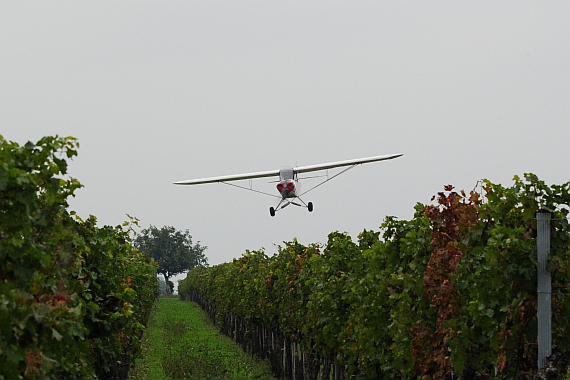 Starfighter Piper PA-18 OE-AEO Tiefflug zwischen Weinreben_4 Foto PA Austrian Wings Media Crew