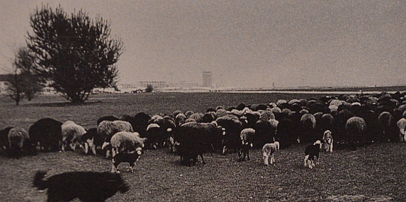 Tierisch gut: In den 1950er Jahren übernahm die flughafeneigene Schafherde die Landschaftspflege am größten österreichischen Airport - Foto: Archiv Flughafen Schwechat