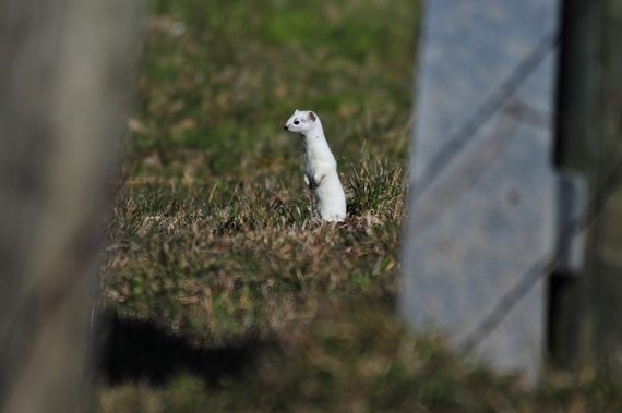 Tierischer Spotter: Natur und Flugbetrieb harmonieren wunderbar miteinander