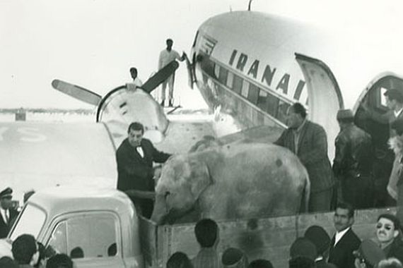 Mit der legendären DC-3 wurden Passagiere und Fracht - sogar Elefanten - transportiert