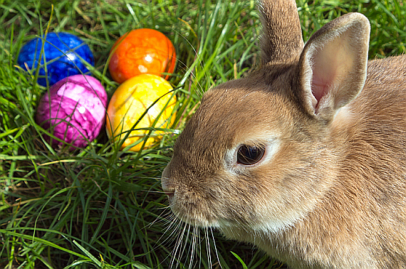 Osterhase Wiki Osterhase Wiki