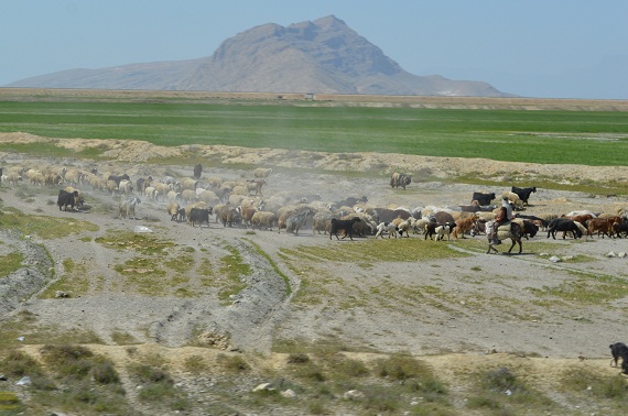 Ein „Cowboy“ im Iran.