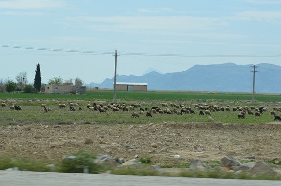 Entlang der Straße sieht man oft Schafsherden.