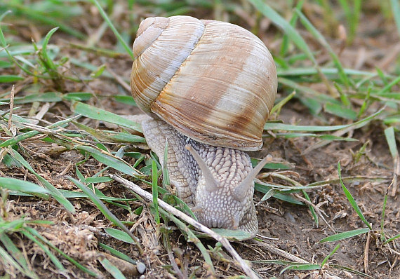 Sogar diese Schnecke hatte es sich auf dem Spotterhügel bei Fischamend bequem gemacht - extra für die AN-12? Man weiß es nicht ... ;)