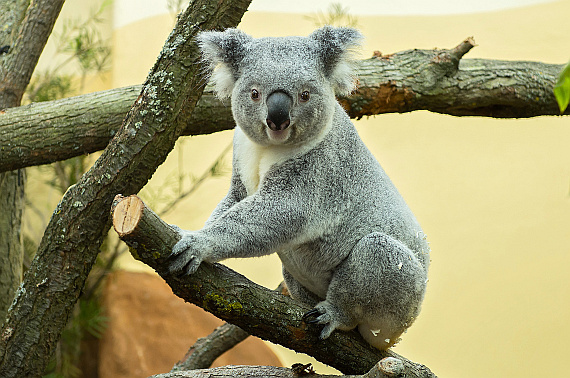 Wirri Wirri Koala Bär_2 Foto Daniel Zupanc Wirri Wirri Koala Bär_2 Foto Daniel Zupanc