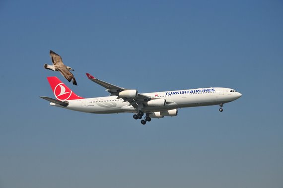 Moment mal, das ist unser Luftraum; verteidigt sich diese Seemöwe energisch gegen den Eindringling! Doch die TK A340-313 TC-JIH setzt ihren Landeanflug auf Atatürk unbeirrt fort. Na so was?! Moment mal, das ist unser Luftraum; verteidigt sich diese Seemöwe energisch gegen den Eindringling! Doch die TK A340-313 TC-JIH setzt ihren Landeanflug auf Atatürk unbeirrt fort. Na so was?!
