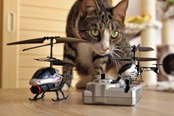 Lienzer Tierheim-Samtpfoten sind nicht Hubschrauber-affin, beklagen Tierschützer - Illustrationsfoto: K. Smejlis via YouTube Lienzer Tierheim-Samtpfoten sind nicht Hubschrauber-affin, beklagen Tierschützer - Illustrationsfoto: K. Smejlis via YouTube