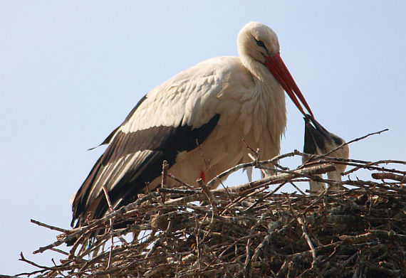 Weißstorch - Foto: Wikimedia Commons