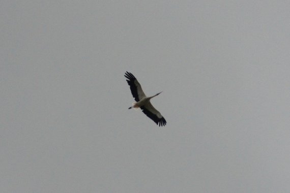 Stolz zog auch dieser Storch, der sich nicht hatte vertreiben lassen, seine Runden; nobel vermieden er und seine Flugkameraden es, die Airpower zu stören - Foto: Franz Zussner